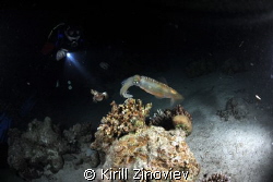 Сuttlefish caught at night dive at Small Giftun by Kirill Zinoviev 